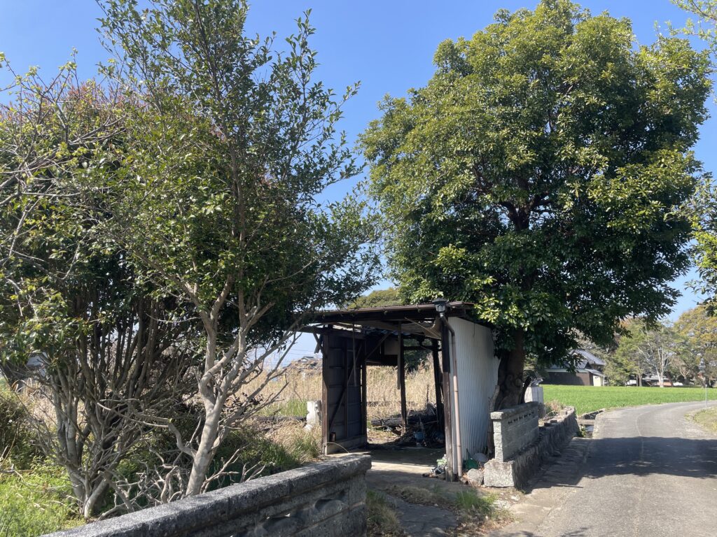火事全焼解体現場の実際の写真。伐根できない木