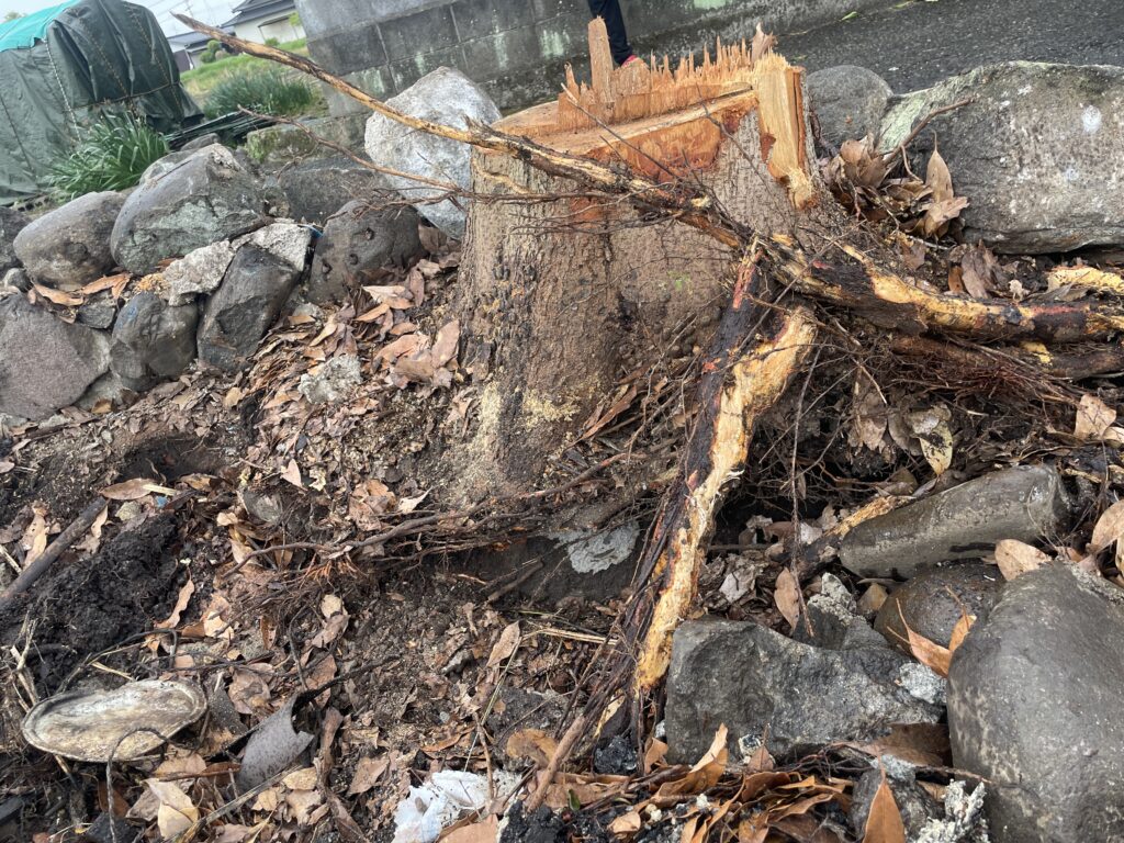 火事全焼解体現場の実際の写真。伐根できない切り株